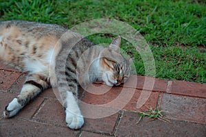 Shaby dirty homeless grey tabby cat laying in the street