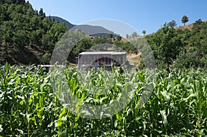 Shack in field of corn crop