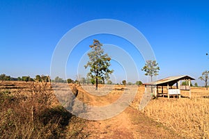 Shack in parched rice field