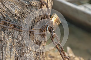 Shackle chaining the stump