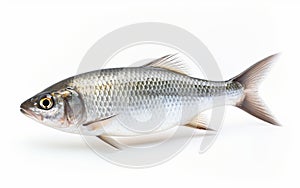 Shad fish isolated on transparent background.
