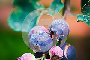 Shadberry Amelanchier berries on a branch in the garden