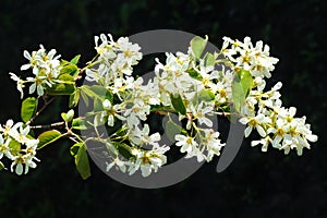 Shadberry, or Amelanchier flowers in springtime against black background