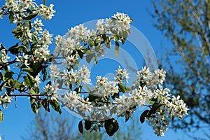 Shadberry, or Amelanchier flowers in springtime against blue sky background