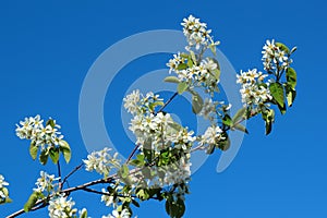 Shadberry, or Amelanchier flowers in springtime against blue sky background
