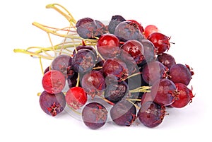 Shadberry. Amelanchier ovalis.