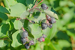 Shadberry berry on a tree