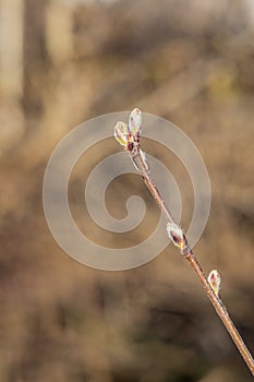 Shadberry branch with green and white fur fresh buds is on a orange blurred background in a park in spring