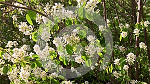 Shadberry white flowers, spring blossom, green leaves, beautiful tree in a garden close up, video