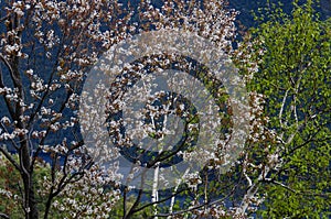 Shadblow In Bloom Near Lake George In The Adirondack Mountains O