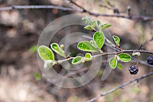 Shadbush branch with opened vegetative buds, young green leaves in the spring day, Amelanchier, close-up, selective