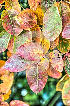 Shadbush leaves in autumn
