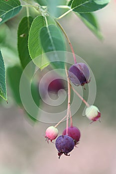 shadbush or shadwood berries or fruits