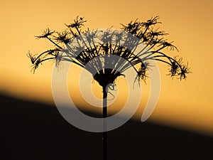 The shade blossoms in the sunset