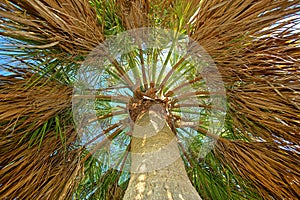 Shade Of A Cabbage Sabal Palm Tree