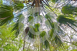 Shade Of A Chinese Fan Palm