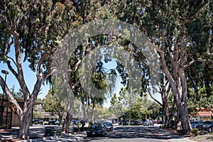 On the shade of the eucalyptus trees in Palo Alto photo