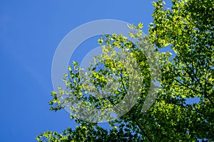 Shade of green maple leaves branches with clear blue sky background on sunny day, Kurokawa onsen town