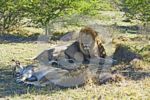 Shade Lions