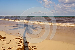 The shade of a palm tree on a tropical beach in the Caribbean Sea in Mexico.