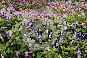 A shade of purple and blue beautiful Torenia or wishbone flowers