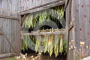 Shade Tobacco Drying in Barn