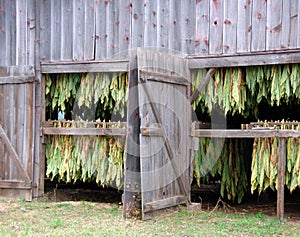 Shade Tobacco Drying in Barn