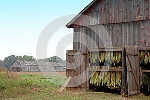 Shade Tobacco Drying in Barns