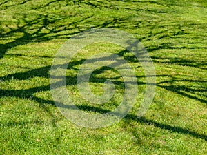 Shade of a tree branches on green grass