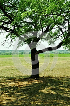 Shade Tree photo