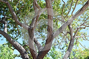 Shade tree interior