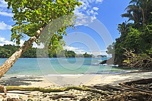 Shade Tree on Playa Manuel Antonio