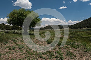 Shade tree at Quemado Lake, N.M photo