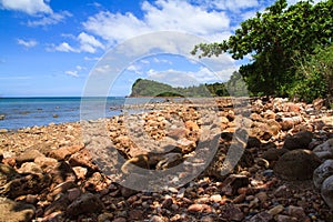 Shade of tree rock beach