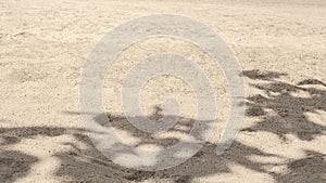 Shade tree on sandy beach photo