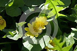 In the shade of trees and bushes a group of cute yellow flowers flaunts.