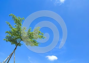 Shade trees for coolness during the day