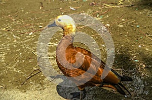 In the shade of the trees, hiding from the scorching sun, there is an orange-brown duck Ogari