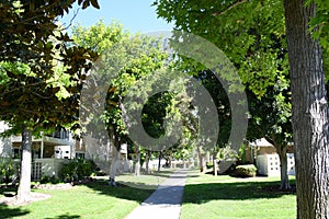 Shade trees line walkway