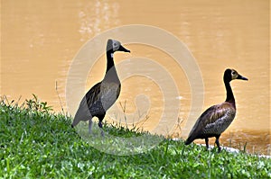 In the shade two Dendrocygna viduata ducks by the lake