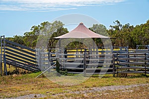 Shade Umbrella Over Cattle Yards