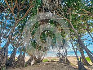 Shade under palm trees on a paradise beach. Thailand, Phuket. Concept of recreation and tourism