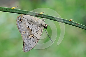 Shaded-blue leafwing butterfly