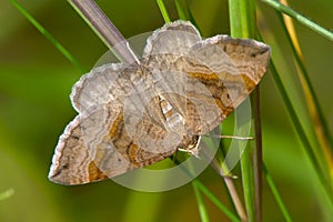 Shaded Broad-bar (Scotopteryx chenpodiata)