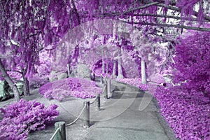 Shaded Canopy Path of Foliage in Infrared Color