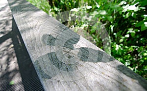 Shaded casted by elm leaves on wooden rail in Marymoor