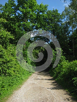 Shaded Country Lane photo