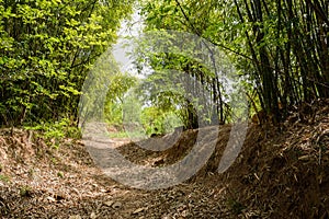 Shaded countryside footpath in bamboo on late spring day