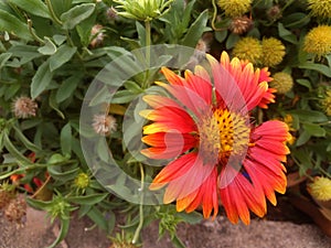 shaded flower with leaves