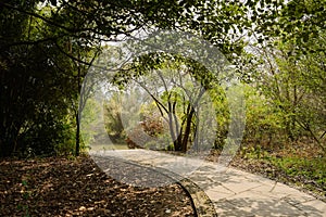 Shaded footway in woods of sunny spring